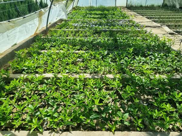 خرید نهال غیرمجاز، تهدیدی برای باغات است